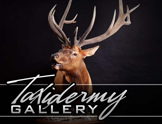 Non Typical Taxidermy Gallery