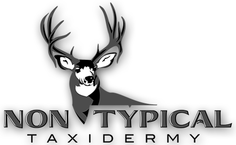 Non Typical Taxidermy