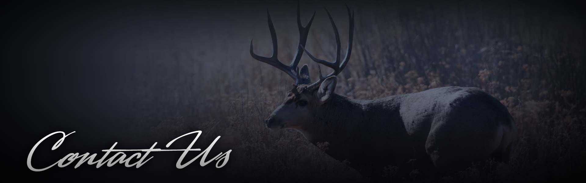 Contact Non Typical Taxidermy Co