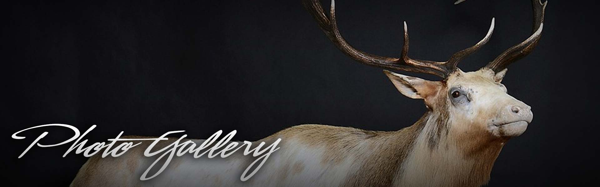 Non Typical Taxidermy - Photo Gallery