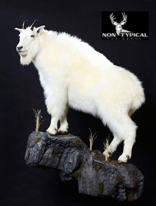 Mountain Goat Upward Climbing Lifesize Wall Pedestal w/Habitat