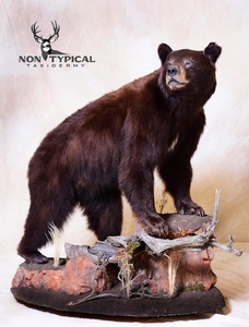 Black Bear Upward Climbing Lifesize w/Habitat