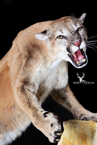 CLOSE UP - Mountain Lion, Open Mouth aggressive, upward climb, right turn to swipe - Lifesize w/Habitat 