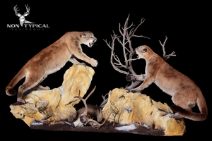 2 Mountain Lions aggressive open mouth, leaping into fight over Mule Deer below - Lifesize w/Habitat 