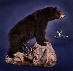 Black Bear relaxed, upward climbing onto rocks - Lifesize w/Habitat 