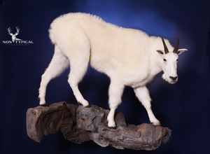 Mountain Goat, gentle downward climb onto rocks - Lifesize wall pedestal w/Habitat 