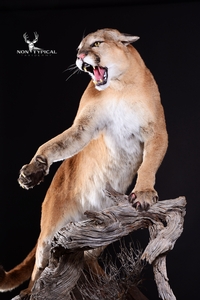 CLOSE UP - Mountain Lion, aggressive open mouth, upward climb into tree - Lifesize w/Habitat 