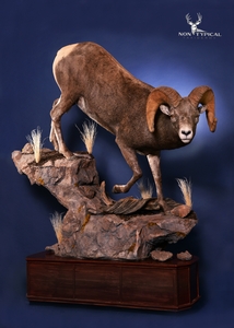 Rocky Mountain Bighorn Sheep, downward climb onto rocks - Lifesize floor pedestal w/Habitat 