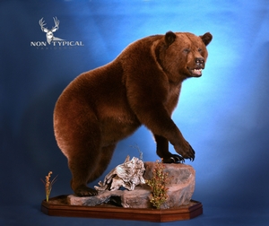 Alaskan Grizzly Bear, relaxed open mouth, upward climb onto rock - Lifesize floor pedestal w/habitat