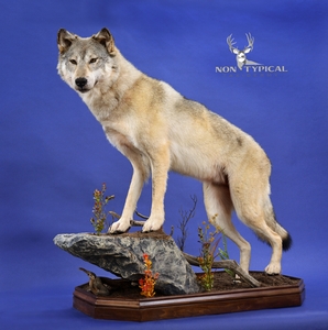N. American Wolf Lifesize Floor Pedestal w/Habitat