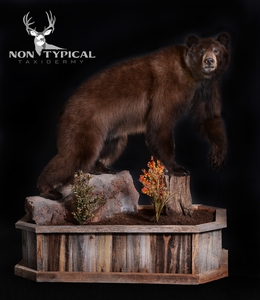 Black Bear, right turn, upward climb onto stump, left foot suspended - Lifesize floor pedestal w/habitat