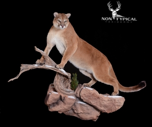 Mountain Lion, upward climb into tree - Lifesize wall pedestal w/habitat 