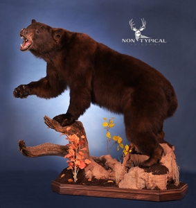 Black Bear, aggressive open mouth, upward climb onto branch, left turn to swipe-Lifesize floor pedestal w/habitat 