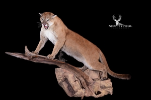 Mountain Lion, upward climbing onto tree branch - Lifesize wall pedestal w/habitat 