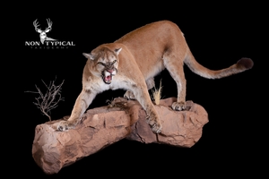 Mountain Lion, aggressive open mouth, downward climb onto rocks - Lifesize wall pedestal w/habitat 