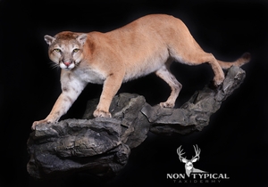 Mountain Lion, downward climbing onto cliff - Lifesize wall pedestal w/habitat 