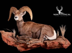 Desert Bighorn Sheep Laying on Rocks - Lifesize wall pedestal w/Habitat 