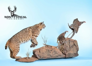 Bobcat Leaping at Chukar Partridges in flight - Lifesize w/Habitat