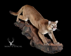 Mountain Lion, alerted stance, downward climb onto rocks - Lifesize Wall Pedestal w/Habitat 