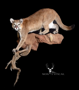 Mountain Lion Sneaking down onto tree branch - Lifesize w/Habitat