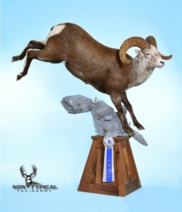 Desert Bighorn Sheep Leaping over rocks - Lifesize Floor Pedestal w/Habitat 
